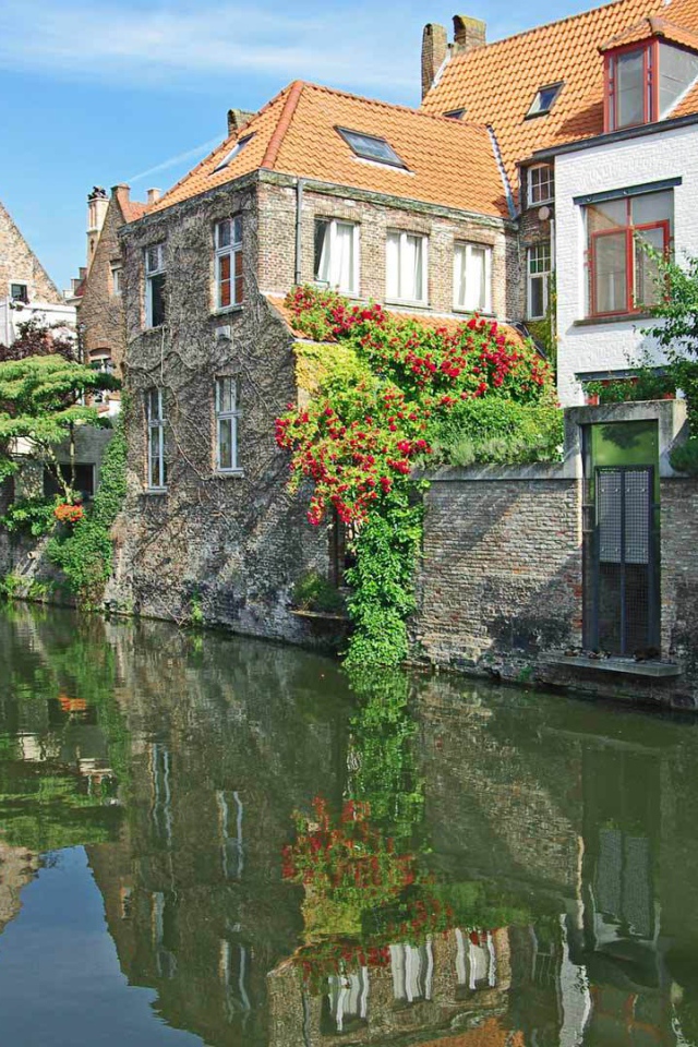 Цветущие растения в Венеции, Италия