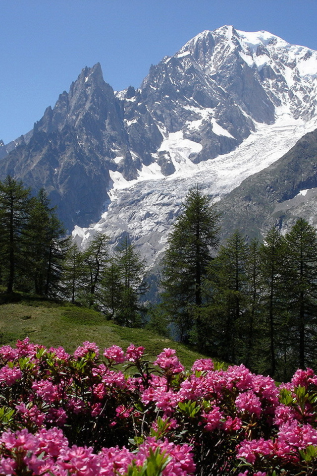 Цветы в горах на горнолыжном курорте Курмайор, Италия