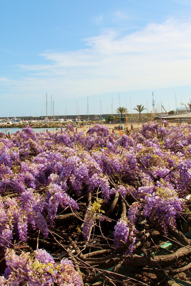 Цветы на пляже в Сан Ремо, Италия