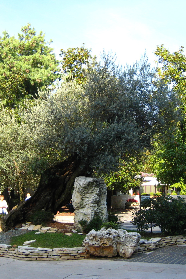 Маслина на улице на курорте Абано Терме, Италия