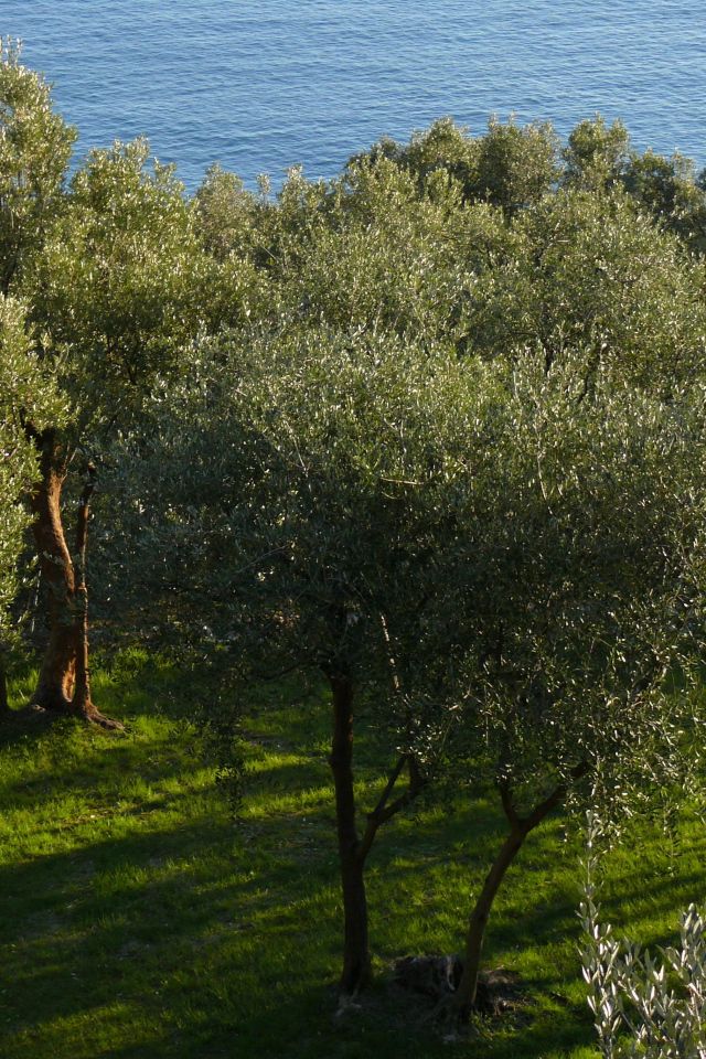 Olive trees on the background of the sea in Liguria, Italy