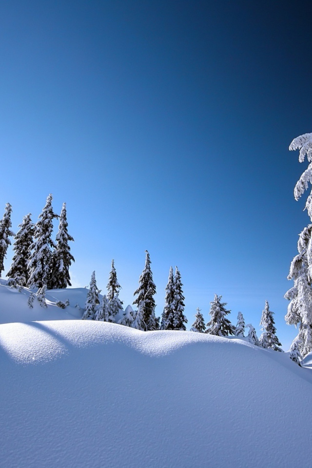 Заснеженные ели на горнолыжном курорте Сестриер, Италия