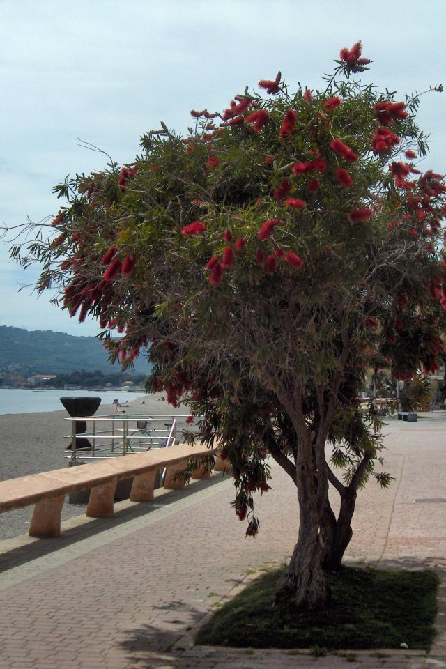 Дерево на пляже на курорте Сан Бартоломео Аль Маре, Италия