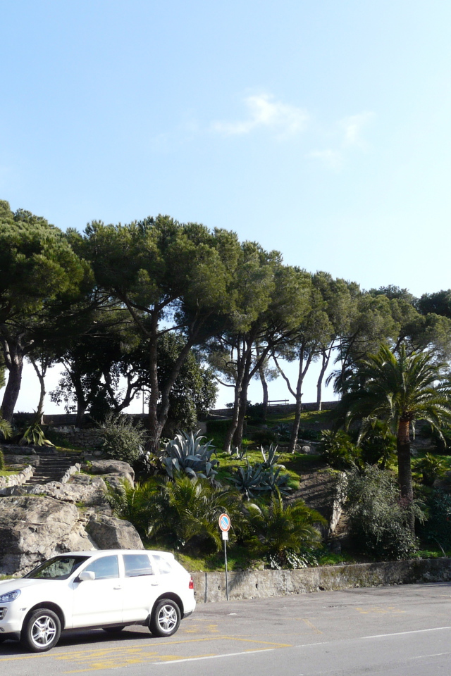Trees on coast in the resort of Bordighera, Italy