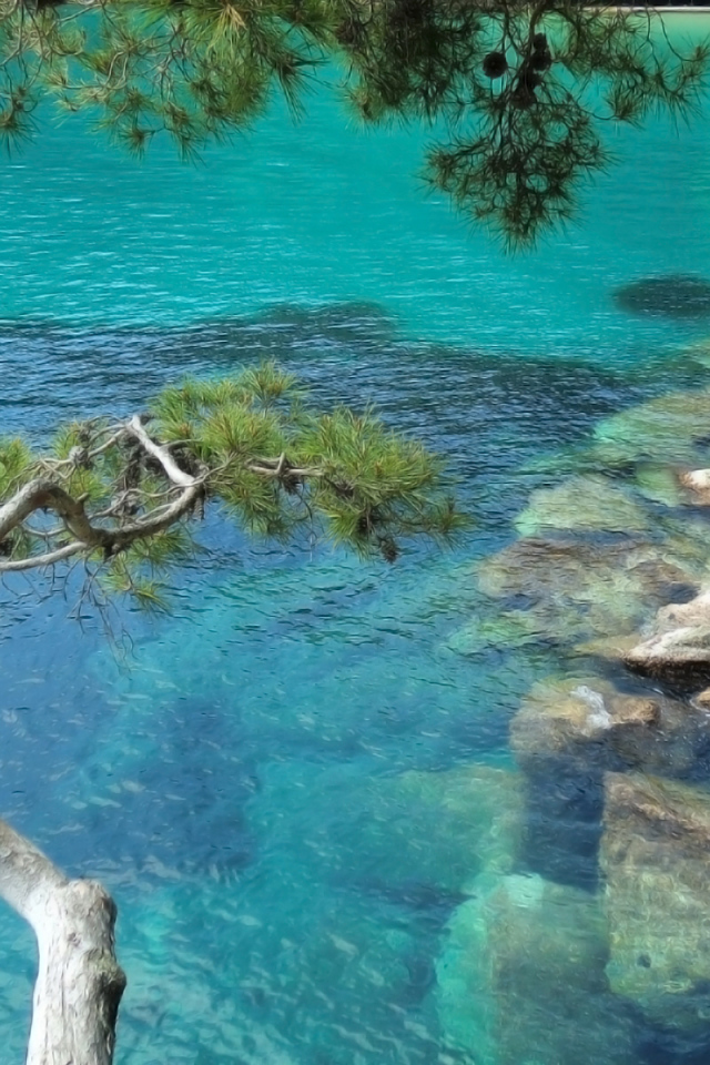 Деревья над морем в Лигурии, Италия