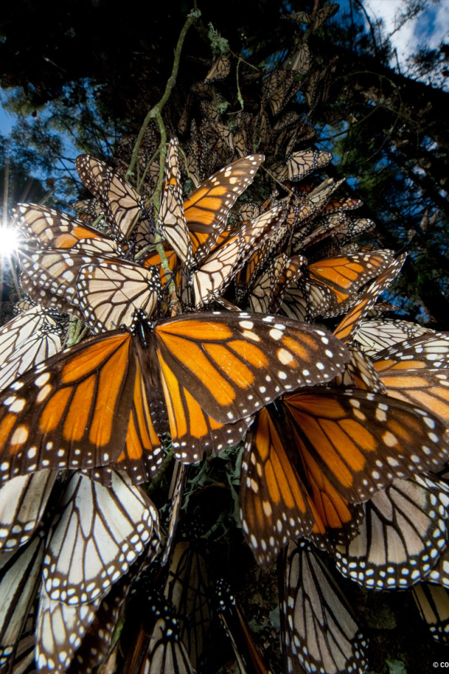 Эффектное Мексика