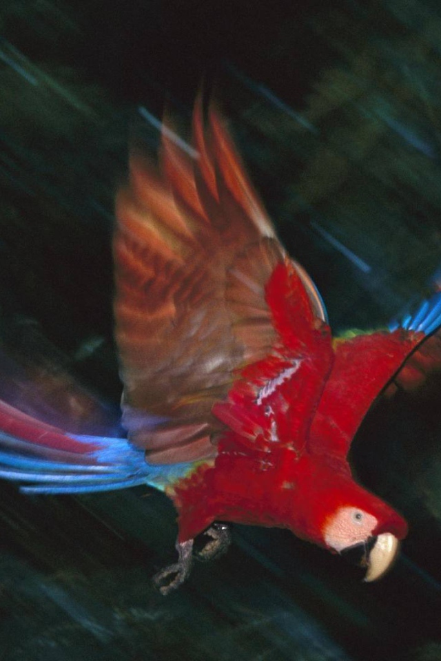 Прекрасная птица в Перу