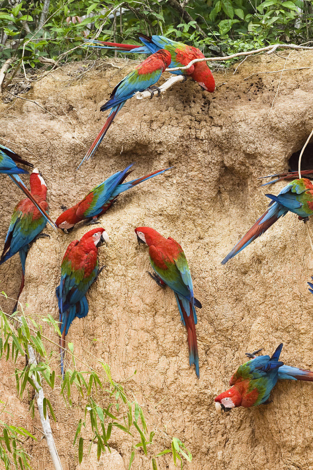 Птицы в Перу