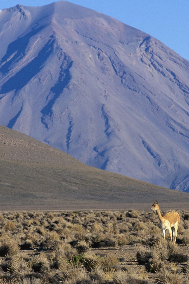 Ламы в Перу