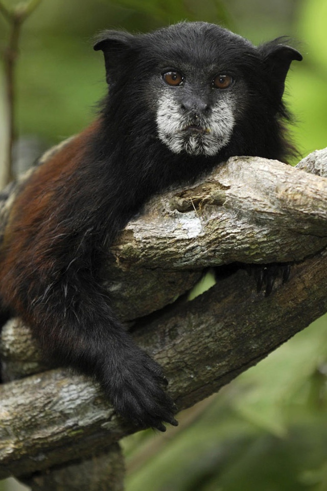 Обезьяна в джунглях Перу