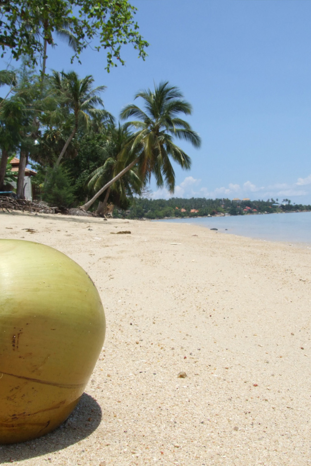 Кокос на пляже на острове Самуи, Таиланд