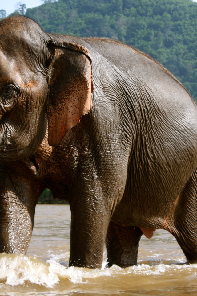 Купающийся слон на курорте Чианг Рай, Таиланд