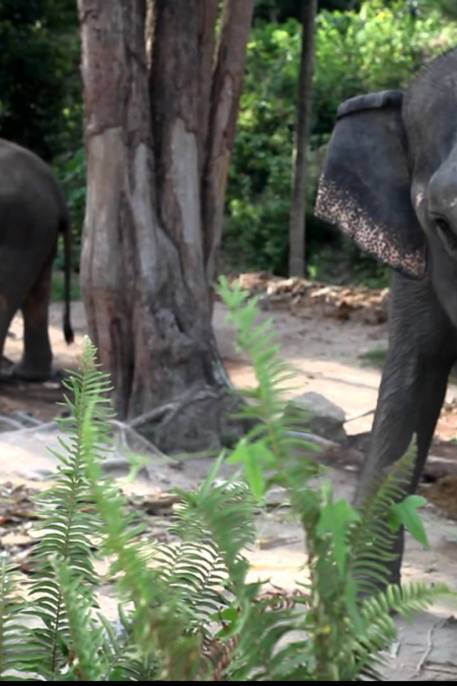 Слоны на берегу моря на острове Панган, Таиланд