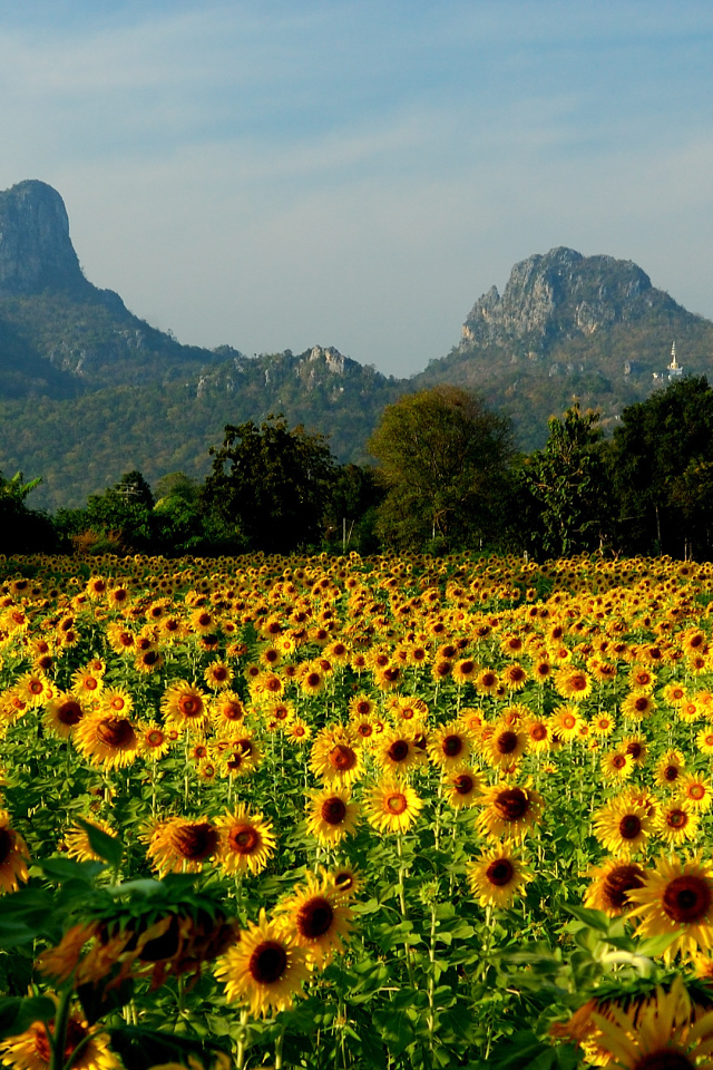 Поле подсолнухов на курорте Лопбури, Таиланд