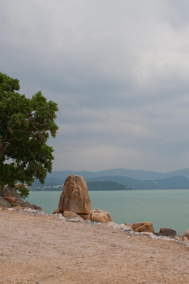 Одинокое дерево на пляже на курорте острова Ко Лан, Таиланд