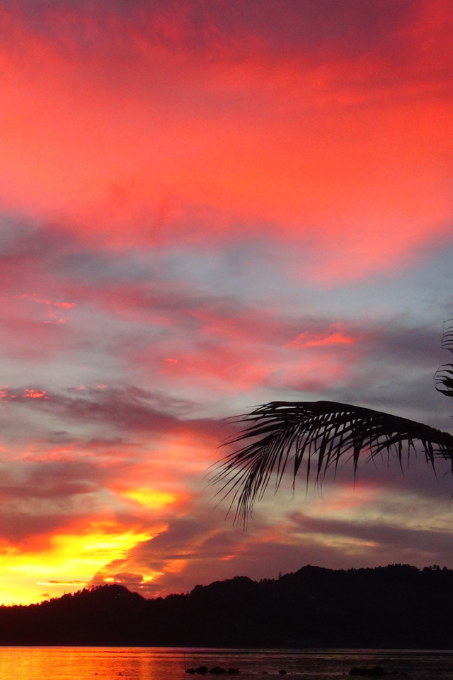 Пальма на фоне заката на острове Панган, Таиланд