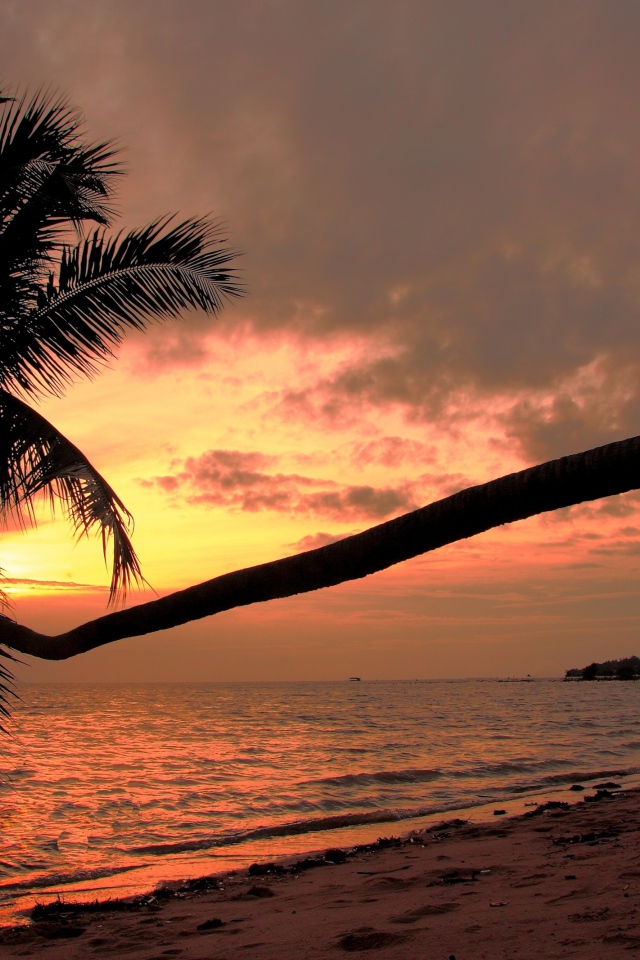 Пальма на пляже на острове Панган, Таиланд