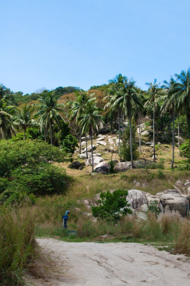 Пальмы на скале на острове Тао, Таиланд