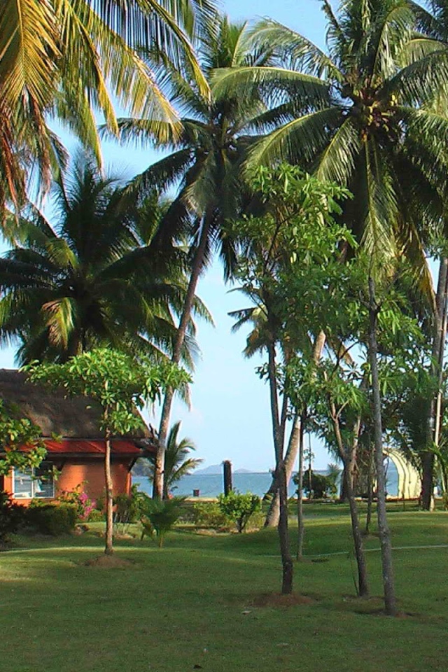 Пальмы на побережье на острове Чанг, Таиланд