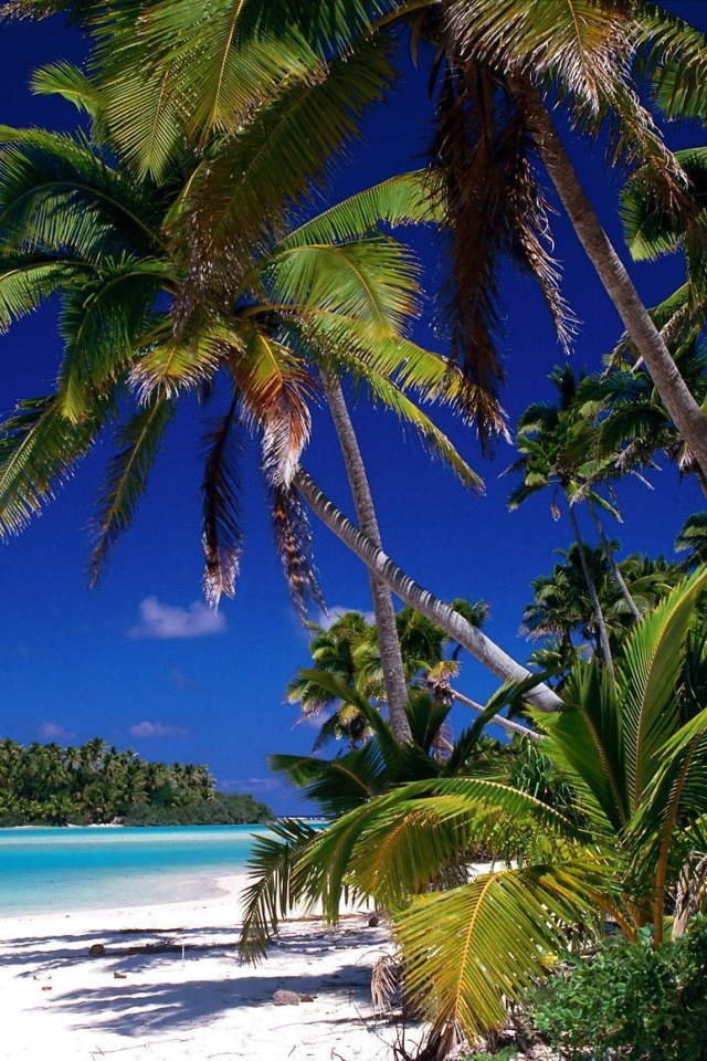 Пальмы на берегу на острове Тао, Таиланд