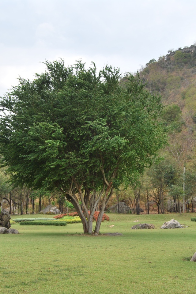 Дерево в парке на курорте Ча Ам, Таиланд