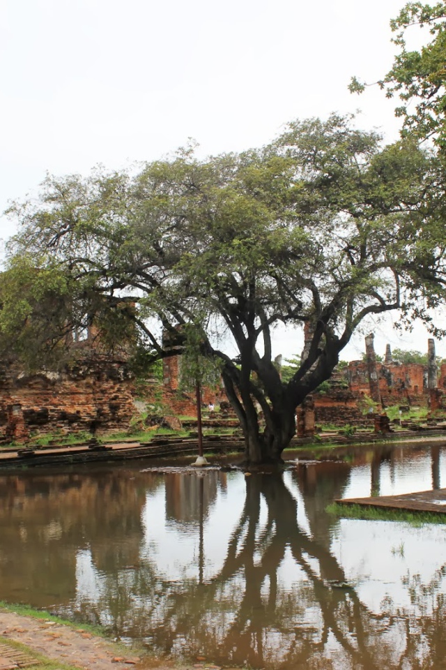 Дерево в воде на курорте Лопбури, Таиланд