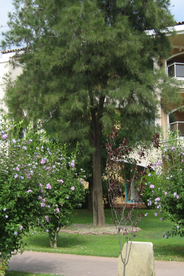 Городские улицы в Белек, Турция