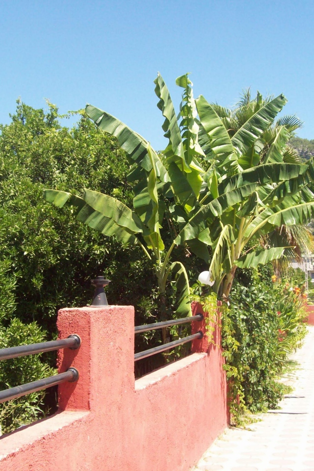 Зеленые растения в Кемере, Турция