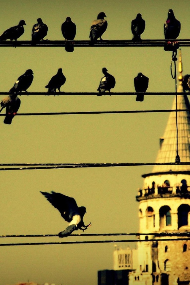 Голуби на проводах в Стамбуле