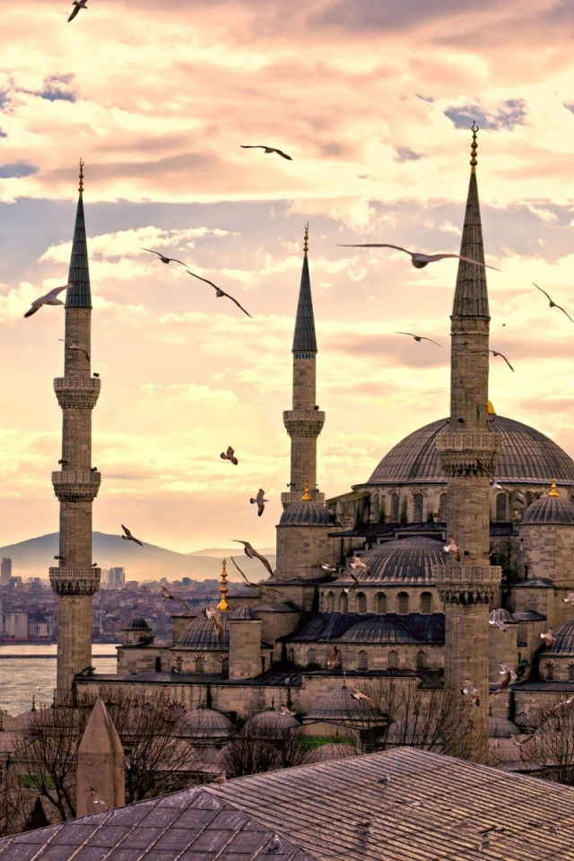 Чайки в Стамбуле