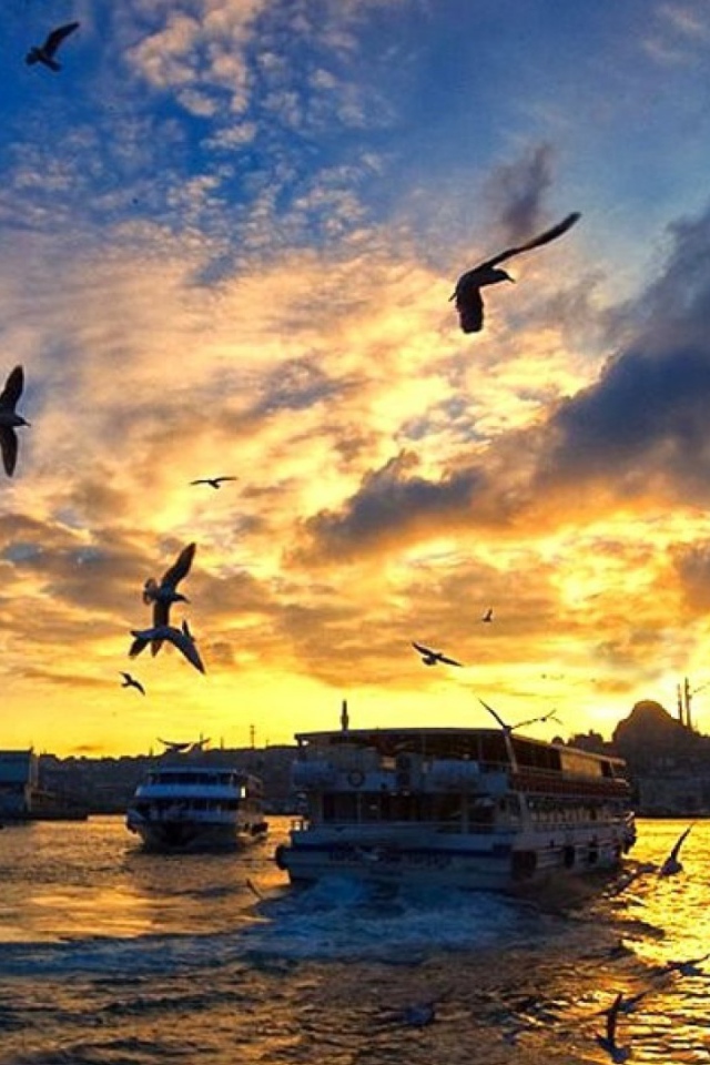 Чайки над бухтой в Стамбуле