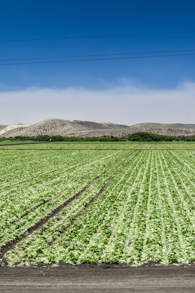 Между Монтерей и Санта-Крус, штат Калифорния, США