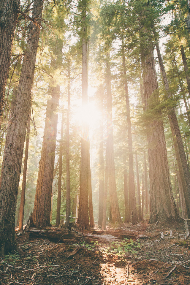 Леса в штате Орегон, США