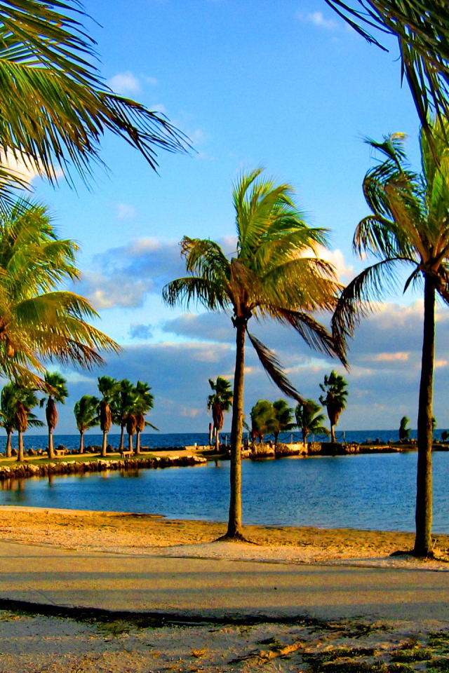 Пальмы на побережье Майами