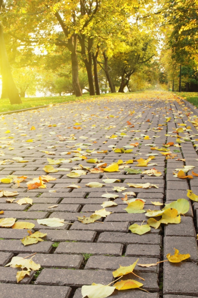 Красивая осень в Киеве