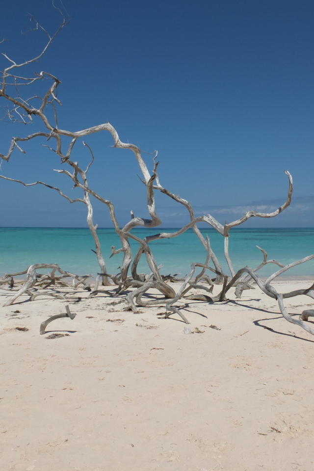 Ветки на пляже на курорте Кайо Санта Мария, Куба