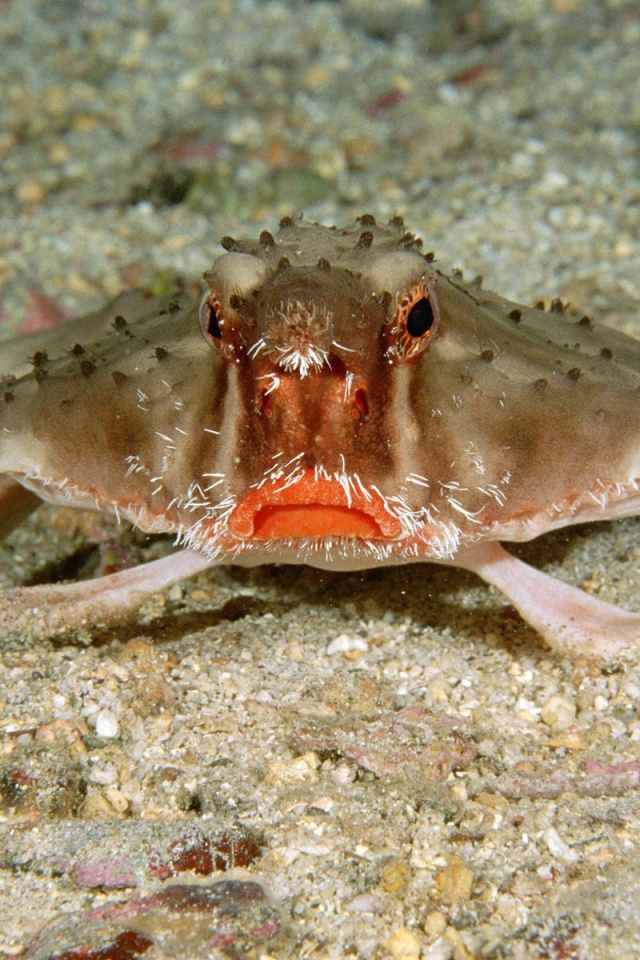 Краб в Коста-Рика