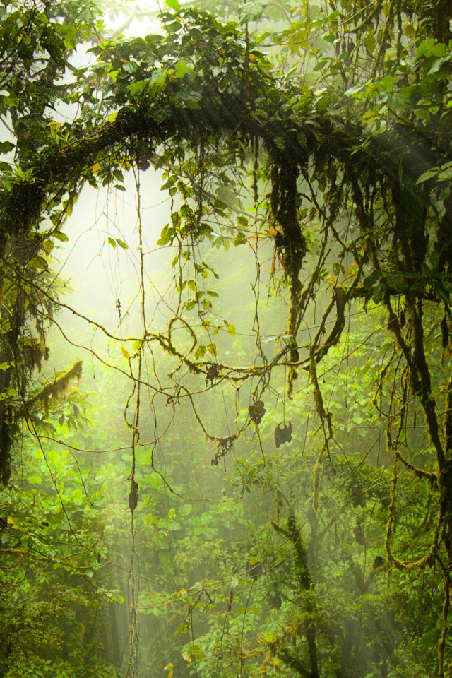 Опасные джунгли Коста-Рика