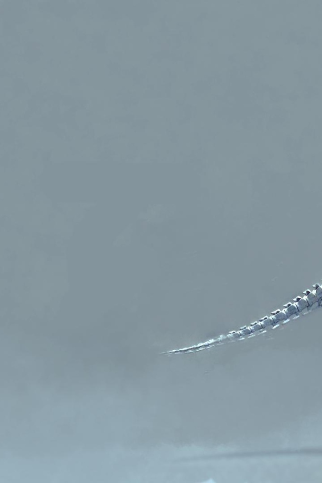 Скелет динозавра