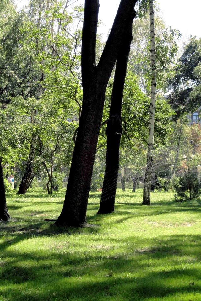 Леса в Харькове