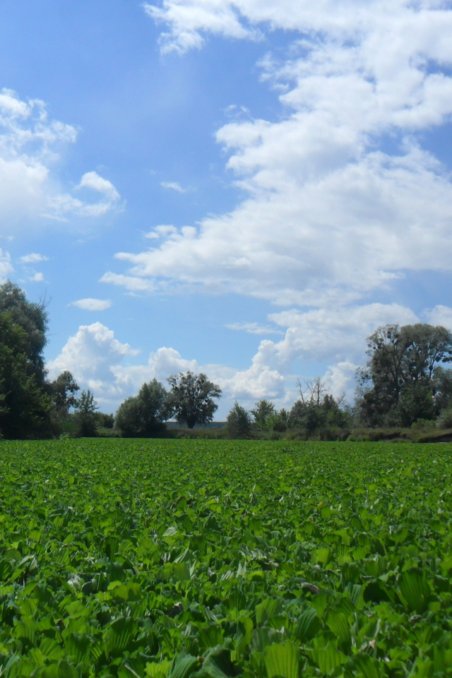 Поляны Харькова