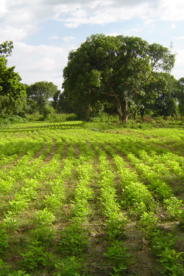 Зеленый пейзаж Гаити