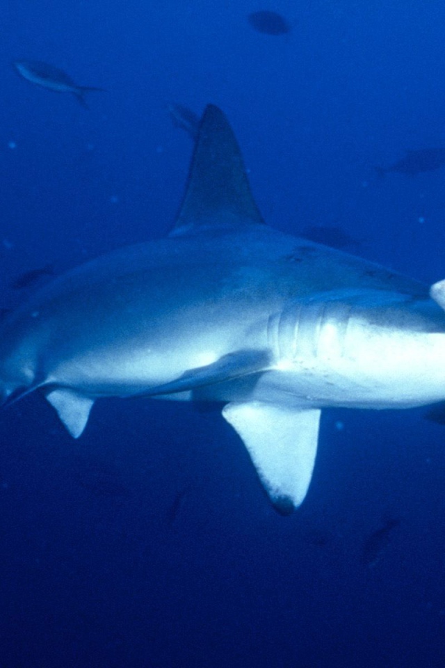 Акула-молот в Коста-Рика