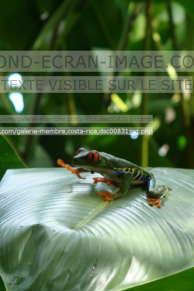 Геолинк Коста-Рика