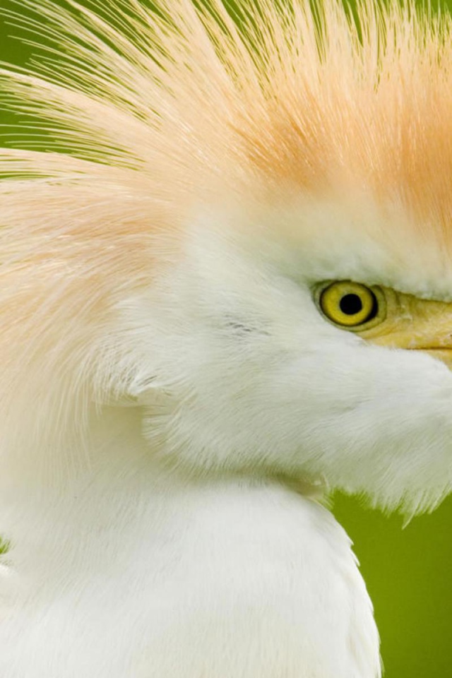 Интересные птицы в Коста-Рике