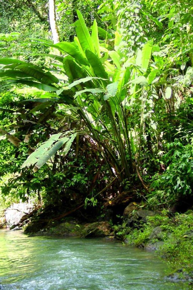 Джунгли Коста-Рика