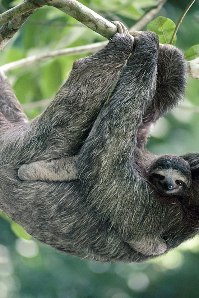 Обезьяны в лесу в Панаме
