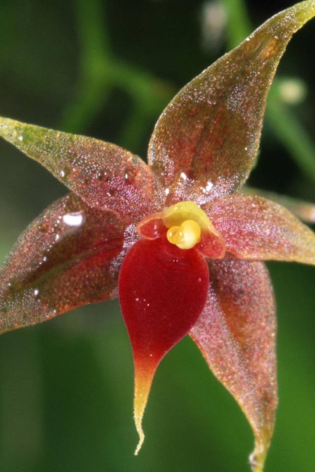 Орхидея в Коста-Рика
