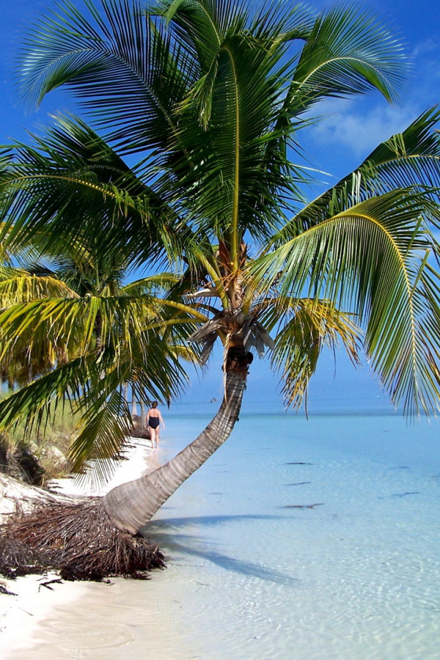 Пальма на пляже на курорте Кайо Гильермо, Куба