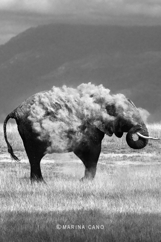 Фотография слон